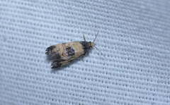 Neocochylis dubitana