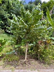 Cananga odorata