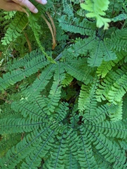 Adiantum aleuticum aleuticum