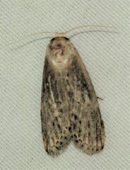 Catabena lineolata