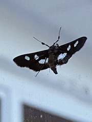 Desmia