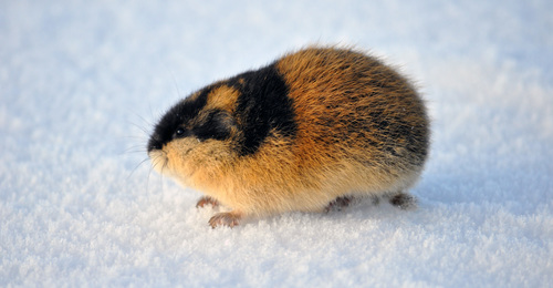 southern bog lemming