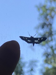 Desmia
