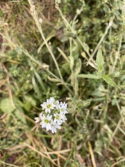 Brassicaceae