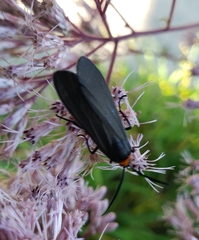 Cisseps fulvicollis