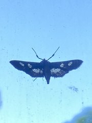 Desmia