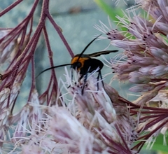Cisseps fulvicollis