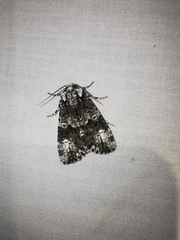 Craniophora ligustri