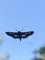 Desmia