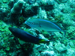 Caranx ruber