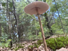 Macrolepiota
