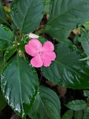 Impatiens