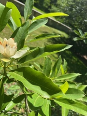 Apinae