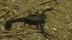 Hottentotta zagrosensis