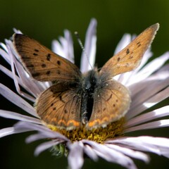 Tharsalea dorcas sangremar