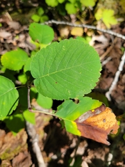 Amelanchier alnifolia