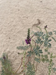 Dalea lanata