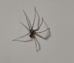 Eratigena atrica