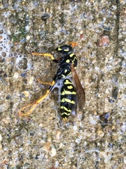 Polistes dominula