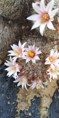 Mammillaria grahamii