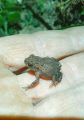 Bufo spinosus