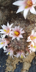 Mammillaria grahamii