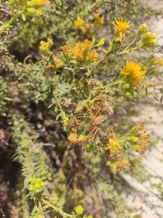 Peucetia viridans