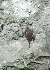 Bufo spinosus