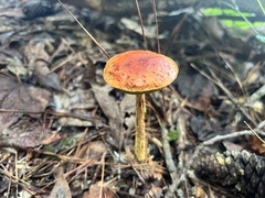 Aureoboletus betula