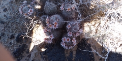 Mammillaria grahamii
