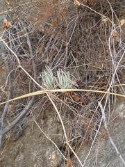 Dudleya densiflora