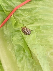 Leptinotarsa decemlineata