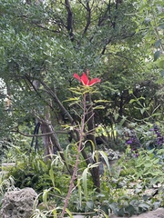 Hibiscus coccineus
