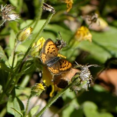 Tharsalea dorcas sangremar