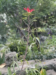 Hibiscus coccineus