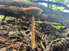 Aureoboletus betula