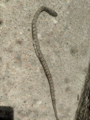 Nerodia rhombifer