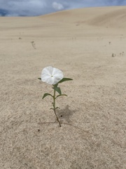 Euploca convolvulacea