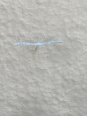 Hellinsia homodactylus