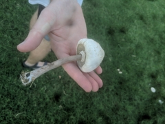 Agaricineae