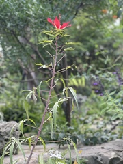 Hibiscus coccineus