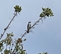 Tyrannus dominicensis