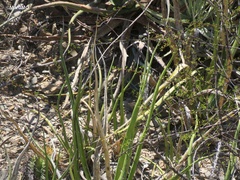 Agave difformis