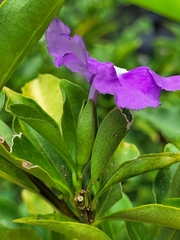 Brunfelsia uniflora