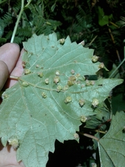 Daktulosphaira vitifoliae