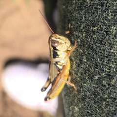 Phoetaliotes nebrascensis