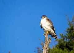 Geranoaetus polyosoma