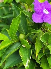 Brunfelsia uniflora