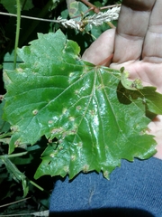 Daktulosphaira vitifoliae