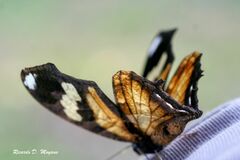 Consul fabius drurii